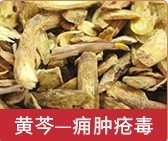 黄芩